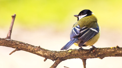 Titmouse is a natural in the wild.