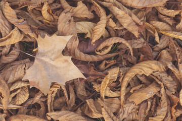 Leafs in autumn, Essone department, France