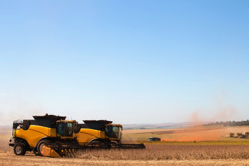 Naklejka premium Agricultural machine harvesting soybean field.