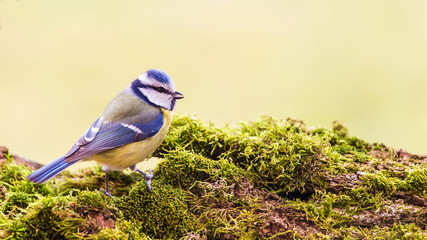Titmouse is a natural in the wild.