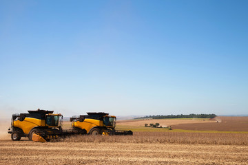 Fototapeta premium Soybean crop being harvested by combines.