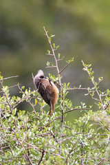 Braunflügel-Mausvogel (Colius striatus)