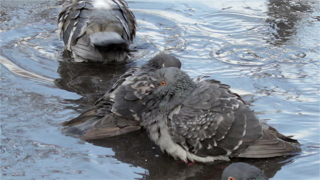 pigeons in water