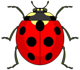 Ladybug