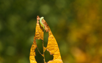 Helicoverpa caterpillar eating leaf in soybean planting.