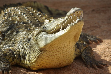 crocodile