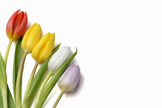 Tulipani  su sfono bianco