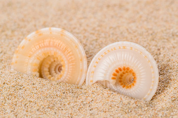 shell on the sand