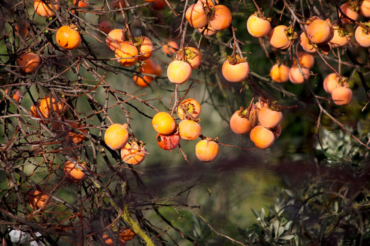 Diospyros kaki