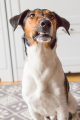 Dog at home, cute dog on carpet