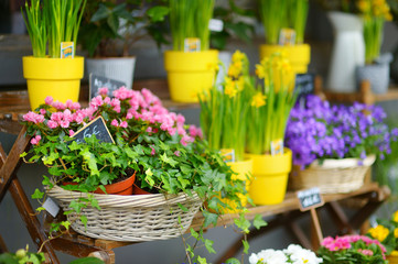 Beautiful flowers sold on outdoor flower shop