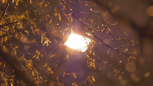 The tree and rain by the night lantern background, night time