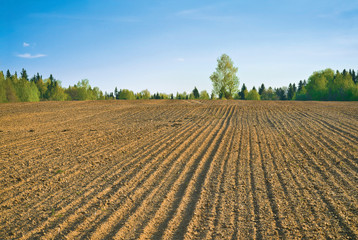 Farm field in spring