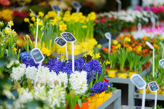 Beautiful Flowers Sold On Outdoor Flower Shop