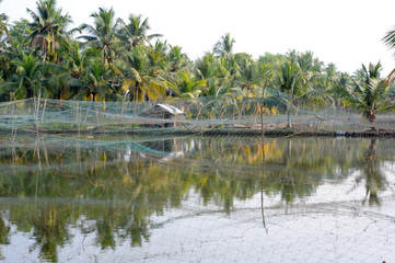 Fototapeta na wymiar Shrimp farm on the backwaters of Kollam
