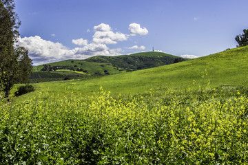 Beautiful Meadow and Spring Skies