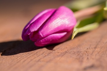 Pink tulip on wooden table