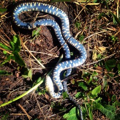 Adder pretending dead
