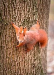 Red squirrel with nut in the park