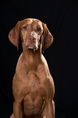 Magyar Vizsla