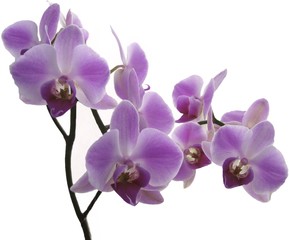 Fototapeta na wymiar lilac orchids