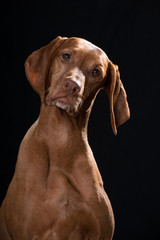 Magyar Vizsla