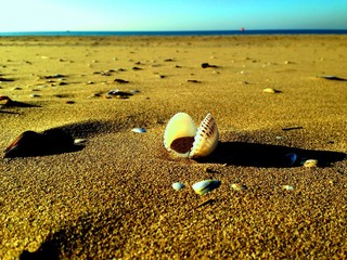 Obraz premium Strand-Stein