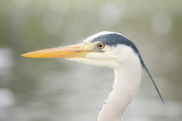 Grey Heron, Ardea cinerea