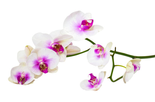 Twig orchid