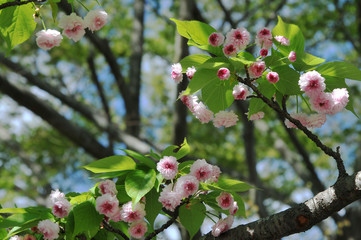 桜の開花