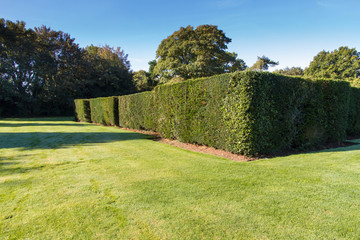 Green lawn and well maintained hedge.