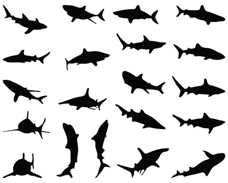 Black silhouette of sharks, vector illustration
