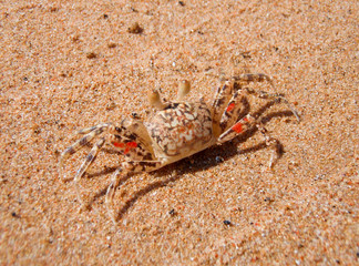 crab on beach