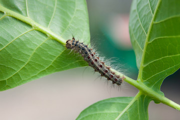 Caterpillar on a leaf