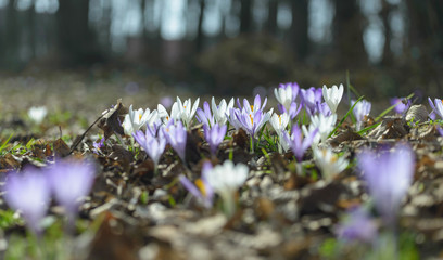 Crocus flowers in forest
