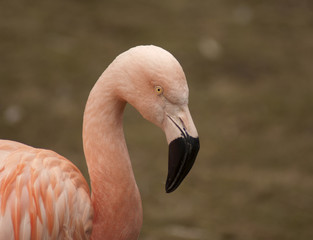 flaming © Henryk Olszewski