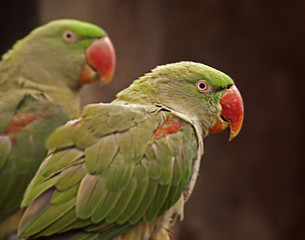 papugi © Henryk Olszewski