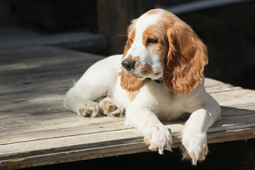red and white puppy of spaniel relax on the porch in sunny day