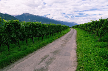 Vineyard in Rhine Valley, Switzerland, with Grapes Ripening