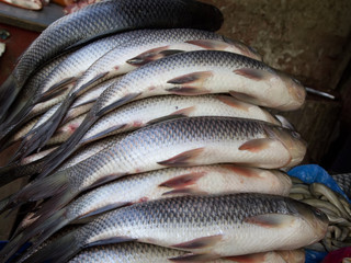 Fresh fish at the market