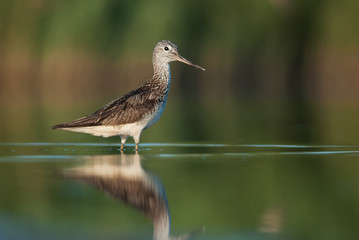 Common Greenshank