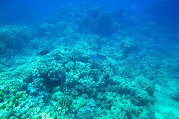 Fototapeta na wymiar Underwater panorama