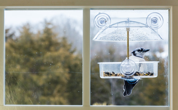 Blue Jay In Window Bird Feeder