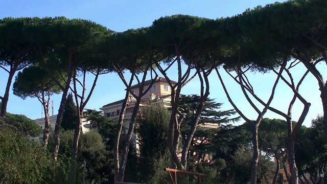 Italian stone pines at  the public gardens of Colle Oppio