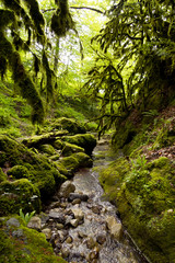 Boxwood forest. Mountain stream in the forest