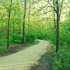 Footpath in park, square toned image