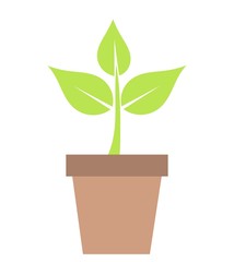 Plant in pot