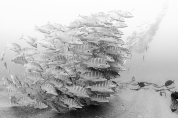 Fototapeta premium Grunts and snappers, Cabo pulmo.