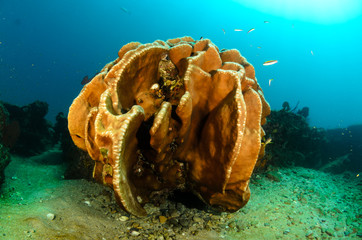 Fototapeta premium Cabo pulmo reefs
