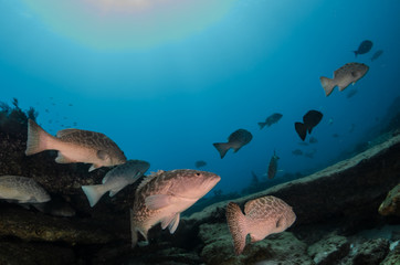 grouper, sea of cortez